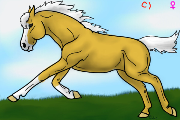 palomino mare