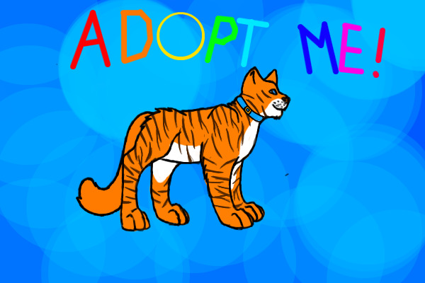 Adopt a cat