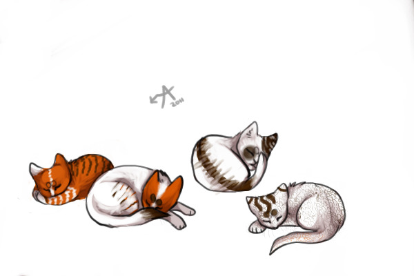 Cats for a comp!