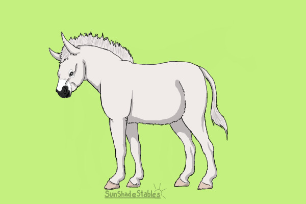 White Donkey
