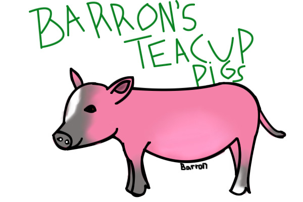 Barron's Teacup Pigs