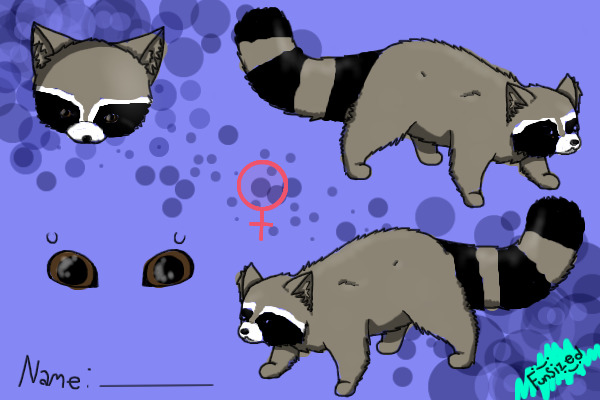 raccoon!