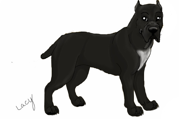 CANE CORSO (Italian Mastiff) based on my dog