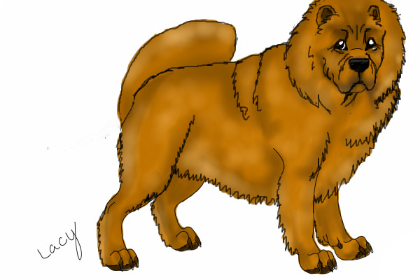 RED CHOW CHOW
