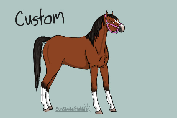 Custom Arabian for GallatinHigh