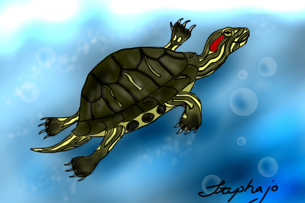 Turtle For *****ShimaLover*****