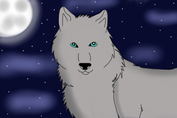 Wolf at night