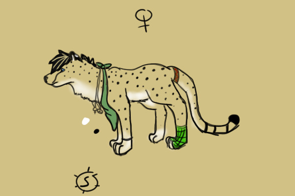 Cheetah