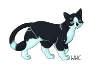 WWC: Black and White housecat