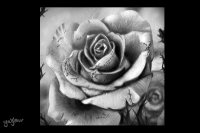 Silver Roses
