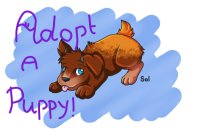 Adopt a puppy