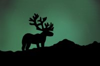 caribou in the northern lights.