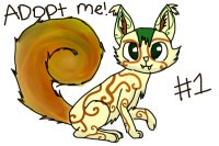 Kangaroo Cat #1 Kangaroo Cat #1