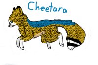 Vulpe Canidae: Cheetara001