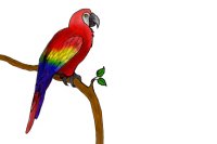 Parrot :3