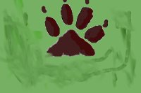 Pawprint in the mud