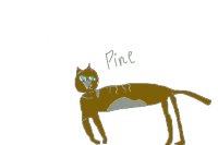 Pine the cat
