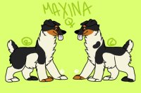 Maxina Le Llama-Terrier