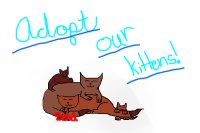 Adopt our kittens!