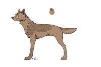 coyotea