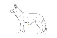 Female Wolf-Dog