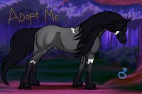 Black eyed Blue Roan Stallion