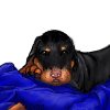 Hound or Doberman Pup n blanket