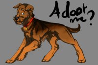 A- Airedale