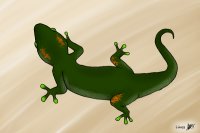 Gecko <3