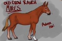Old Crow Ranch Mules Adoption