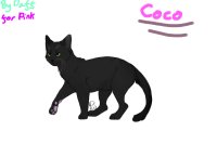 Coco for Pink