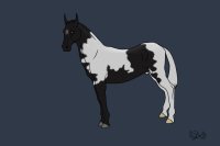 Black Tobiano with Galastra Plume