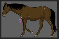 Bay Mare with Birdcatcher Spots