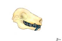 Bat Skull - Black Teeth