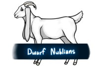 Dwarf Nublian Goats (Hiatus - Possibly Closing)
