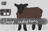 Sheep adoptions // Hiatus