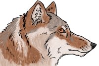 Wolf sketch - Coloured