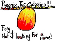 Pheonix For Adoption