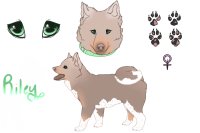 doge doge