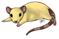 Wafer Rat