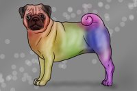Rainbow Pug!