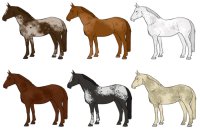 Horses (for C$)
