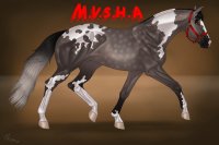 Mograni Valley Stock Horse Association(V.1)