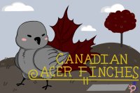 || Canadian Acer Finches || Work in Progress