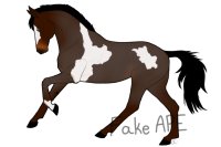 Entry #7;; Seal Bay Roan Overo w/ Blaze and Ankle mark