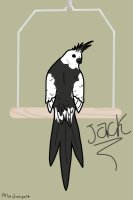Bird named Jack