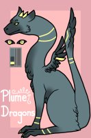 Plume dragons, open species!