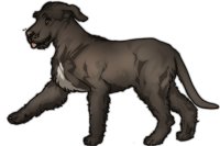 Sweetnose Mastiff #133