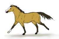 dun horse