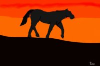 Sunset Horse.